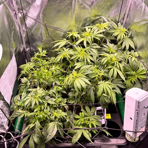Mendo T growlog timeline photo