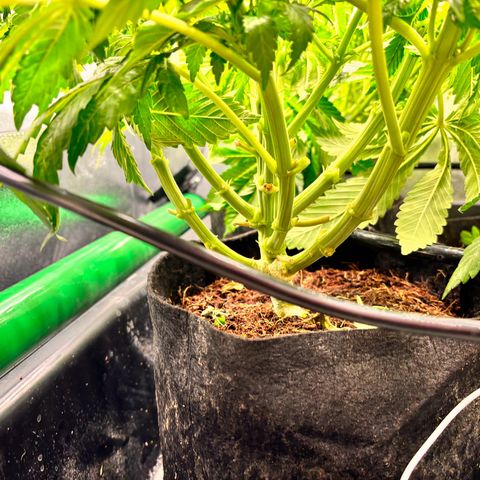 Mendo T growlog timeline photo