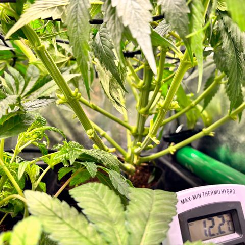 Silver growlog timeline photo