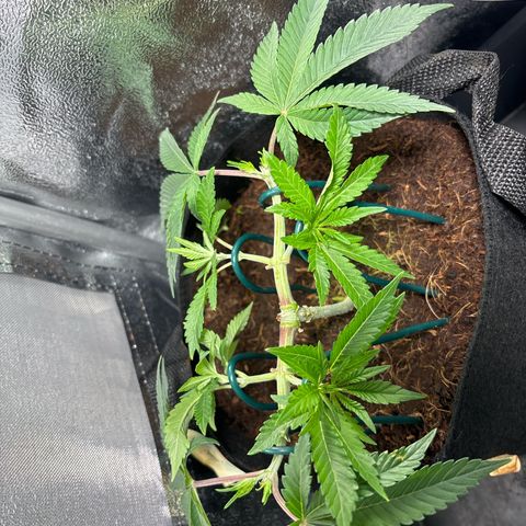 Street T growlog timeline photo