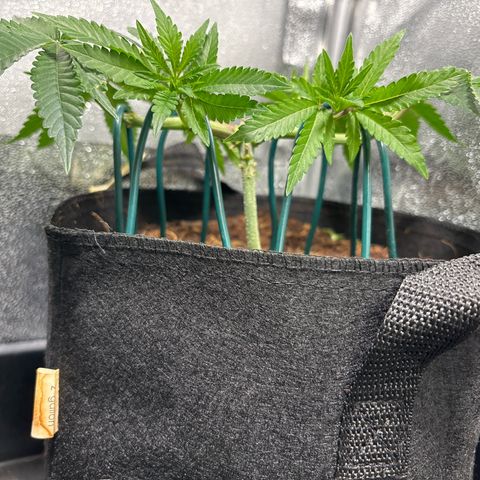 Street T growlog timeline photo