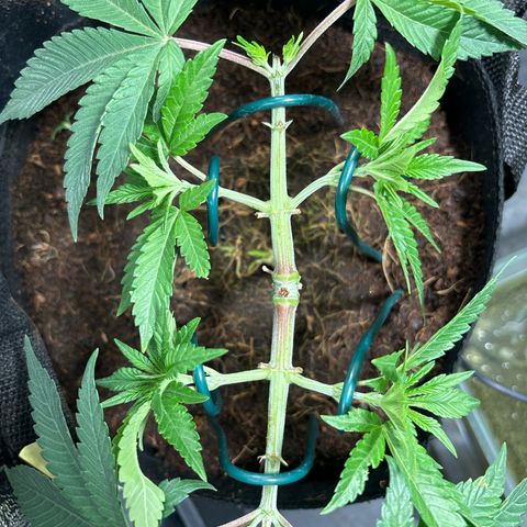 Street T growlog timeline photo