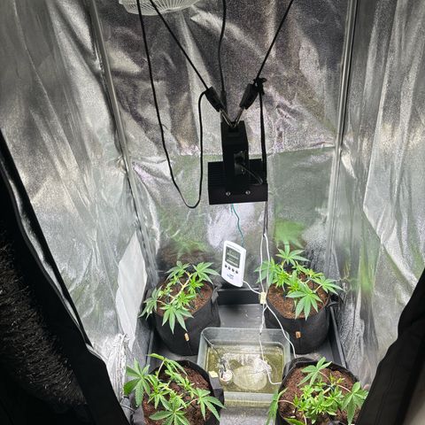 Mendo T growlog timeline photo