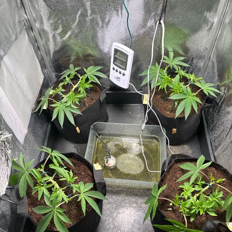 Mendo T growlog timeline photo