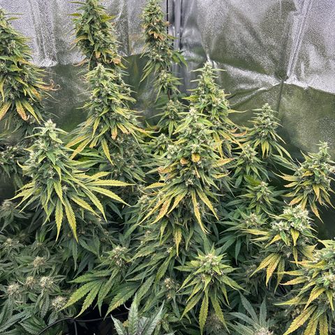Silver growlog timeline photo