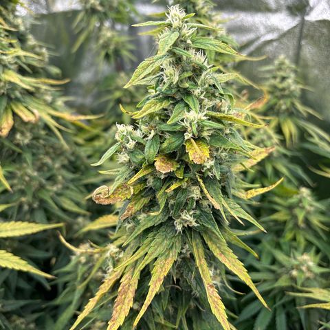 Silver growlog timeline photo