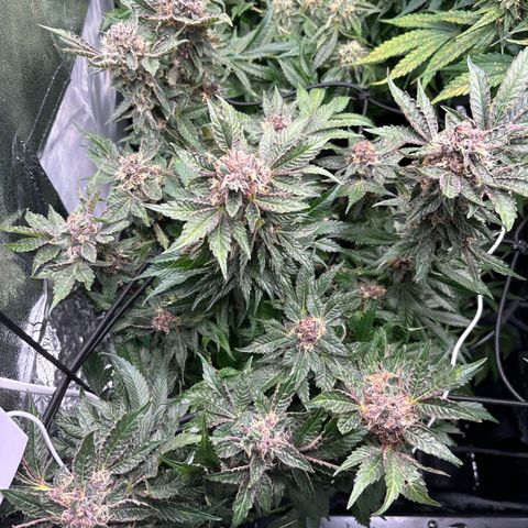 Mendo T growlog timeline photo