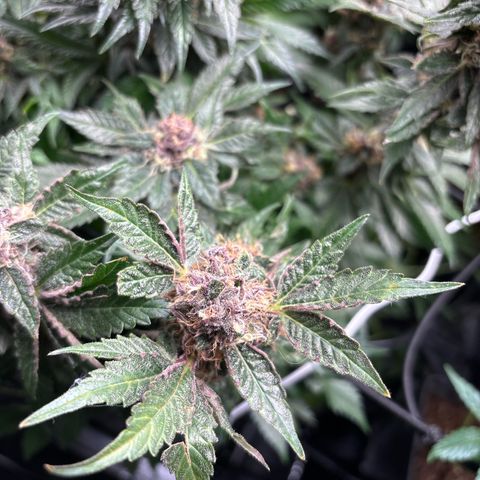 Mendo T growlog timeline photo