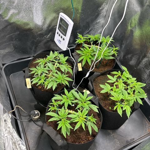 Mendo T growlog timeline photo