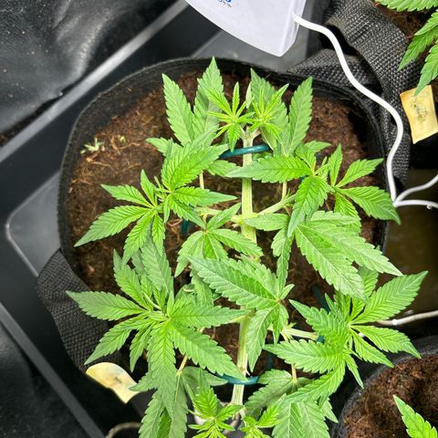 Street T growlog timeline photo