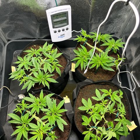 Mendo T growlog timeline photo