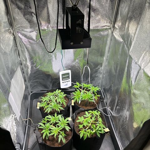 Mendo T growlog timeline photo