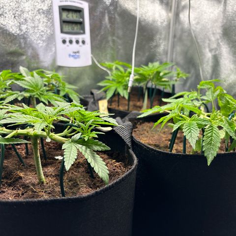 Mendo T growlog timeline photo
