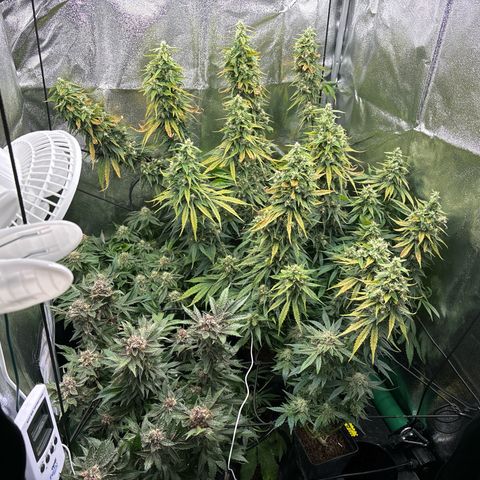 Mendo T growlog timeline photo