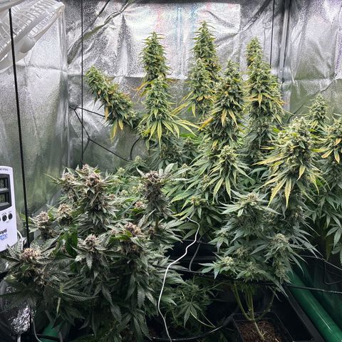Mendo T growlog timeline photo