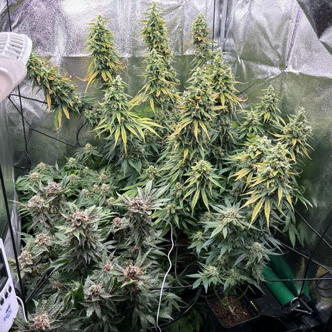 Mendo T growlog timeline photo