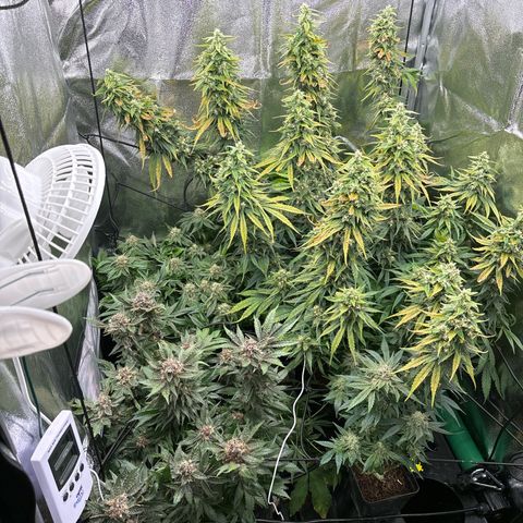 Mendo T growlog timeline photo