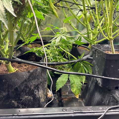 Mendo T growlog timeline photo