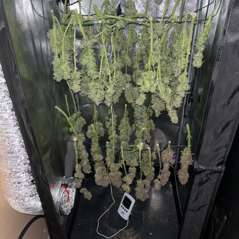 Mendo T growlog timeline photo