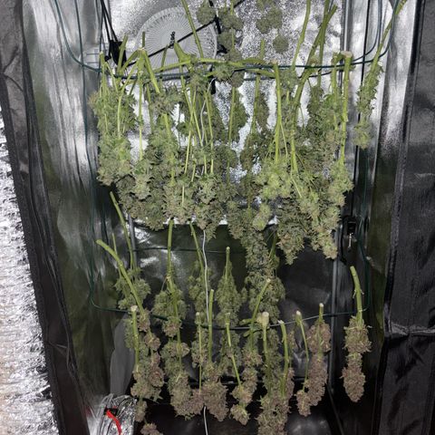 Mendo T growlog timeline photo