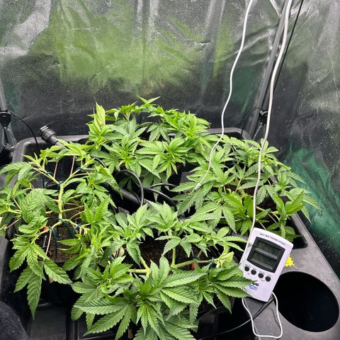 Street T growlog timeline photo