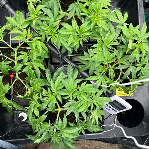 Street T growlog timeline photo