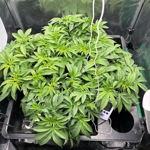 Street T growlog timeline photo