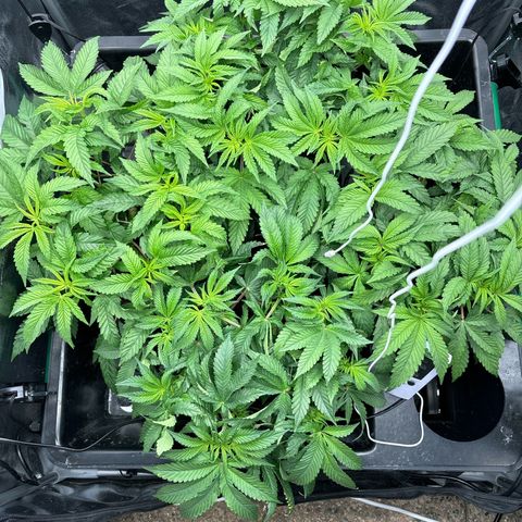 Street T growlog timeline photo