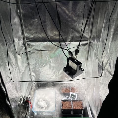 Mendo T growlog timeline photo