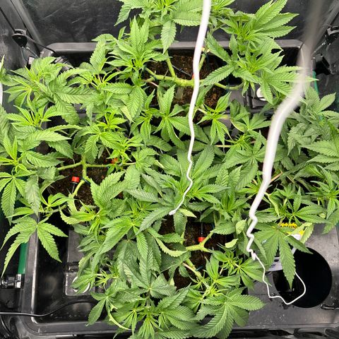 Street T growlog timeline photo