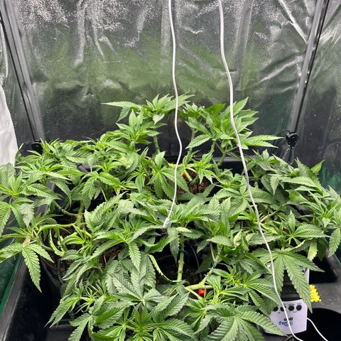 Street T growlog timeline photo