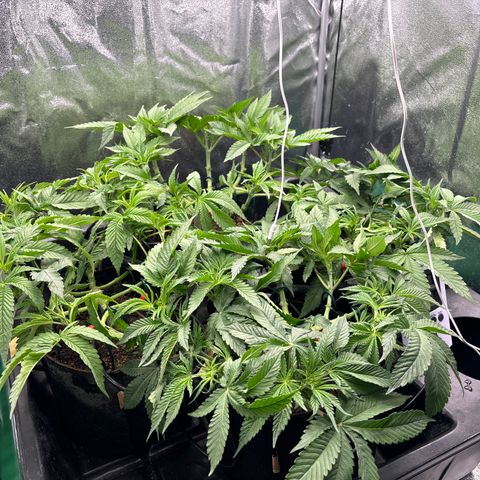 Street T growlog timeline photo