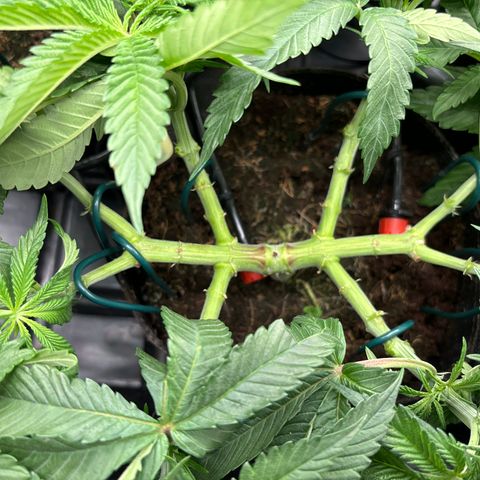 Street T growlog timeline photo