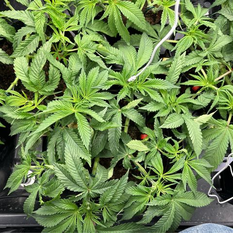 Street T growlog timeline photo