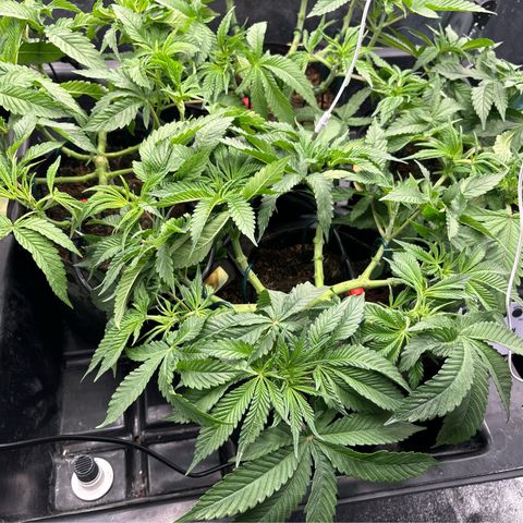 Street T growlog timeline photo