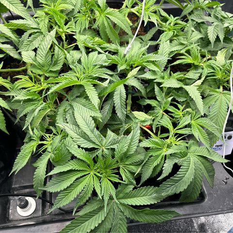 Street T growlog timeline photo