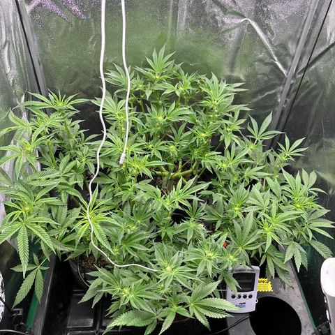Street T growlog timeline photo