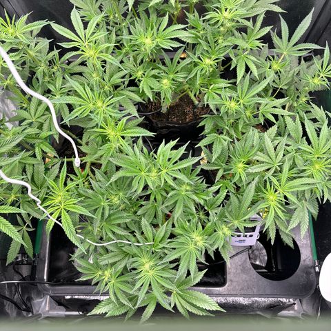Street T growlog timeline photo