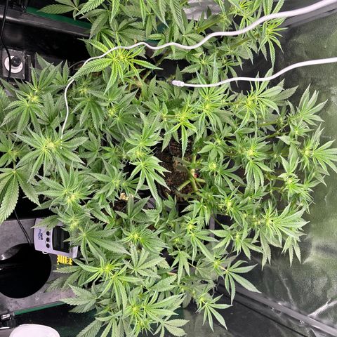 Street T growlog timeline photo