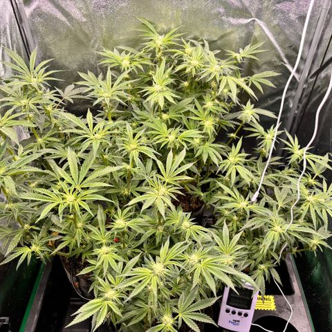 Street T growlog timeline photo