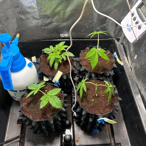 Mendo T growlog timeline photo