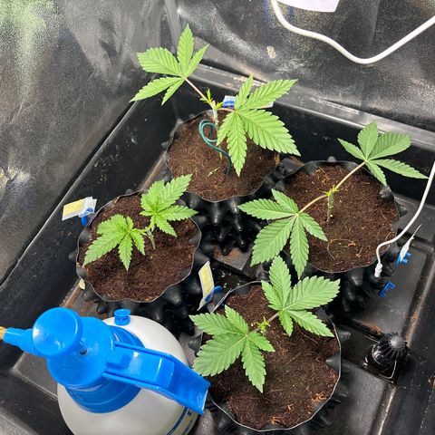 Mendo T growlog timeline photo