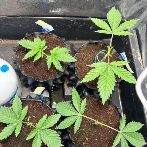 Mendo T growlog timeline photo