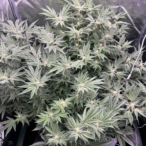 Street T growlog timeline photo