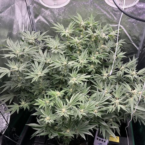 Street T growlog timeline photo