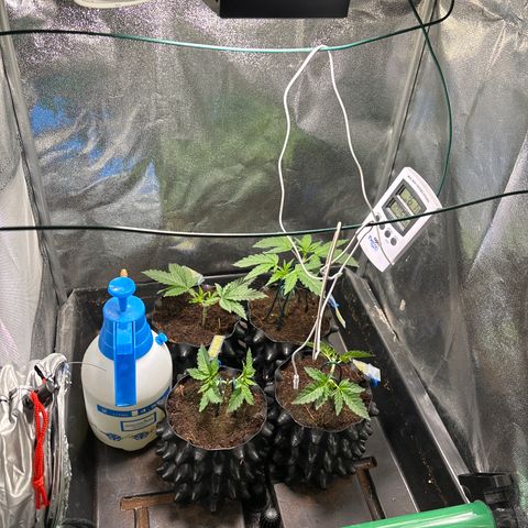 Mendo T growlog timeline photo