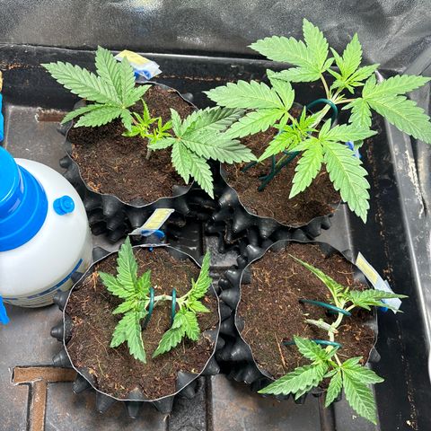 Mendo T growlog timeline photo