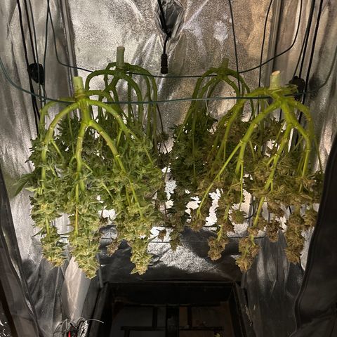 Street T growlog timeline photo