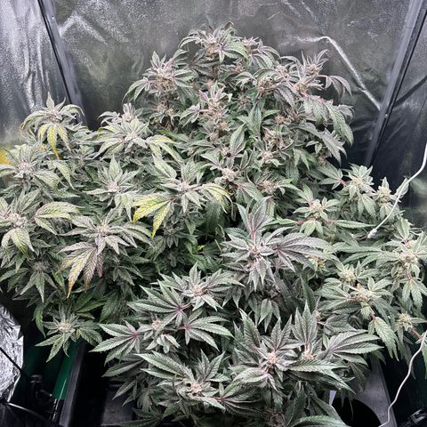 Street T growlog timeline photo