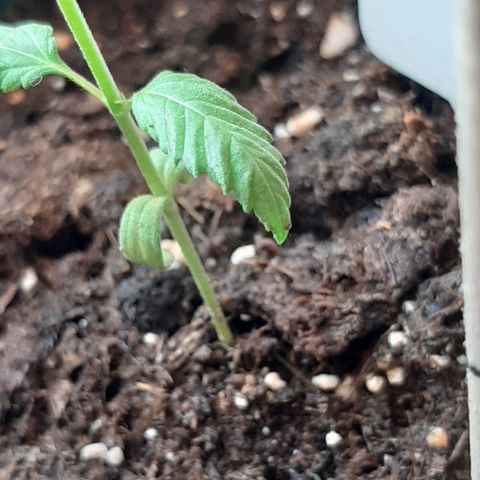 Persona growlog photo: Se nota decaimiento de las hojas más antiguas, se supone por exceso de nutrientes, pausar una semana fertilizantes y regar solo con agua.
